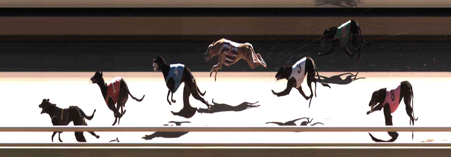Photo finish for Healesville Race 12