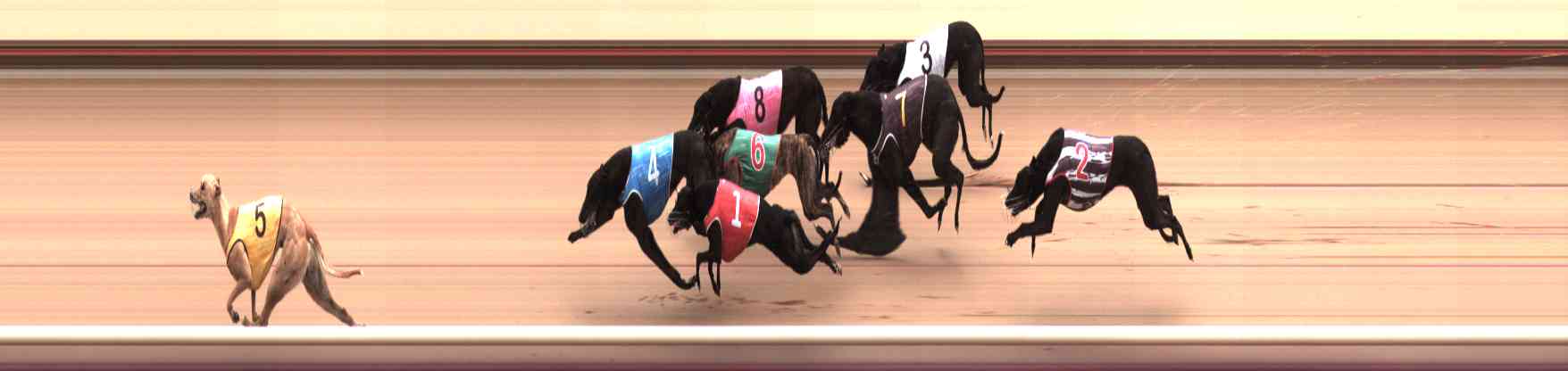 Photo finish for Healesville Race 11