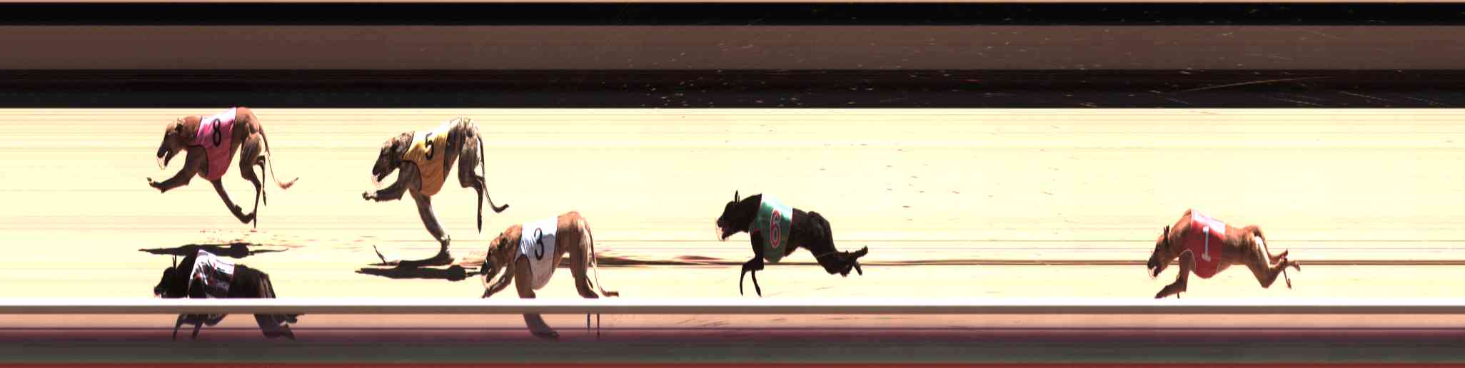 Photo finish for Healesville Race 9