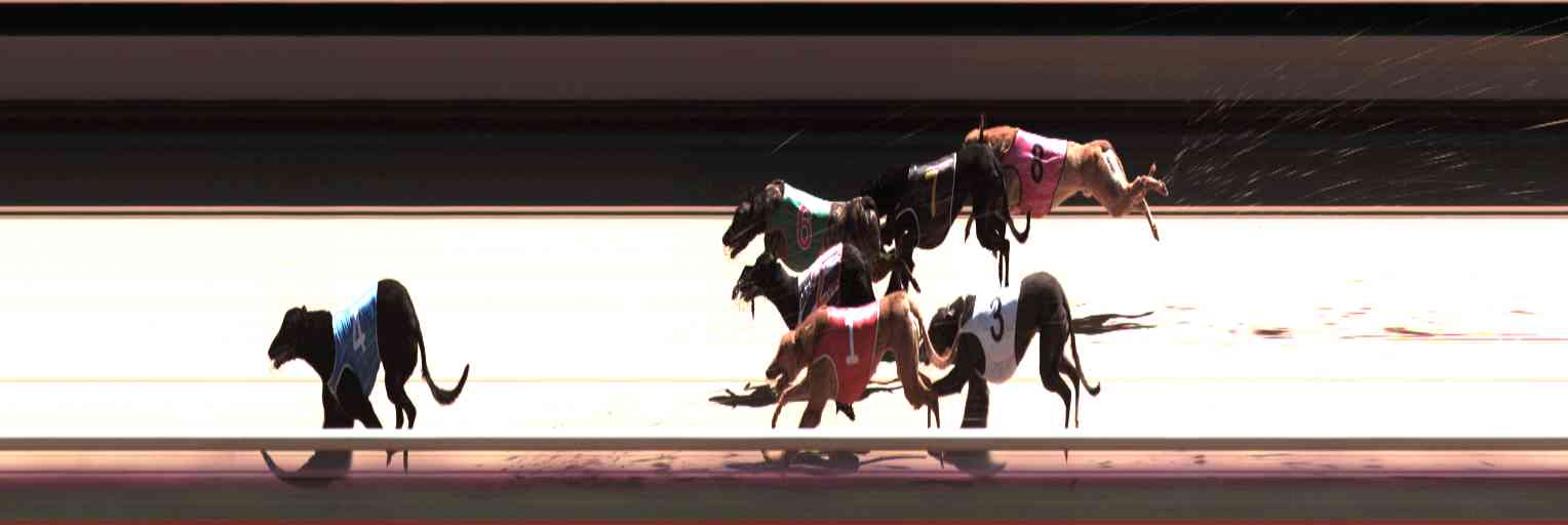 Photo finish for Healesville Race 11