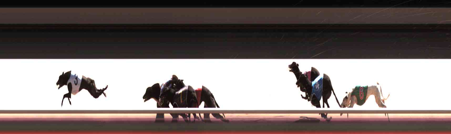 Photo finish for Healesville Race 12