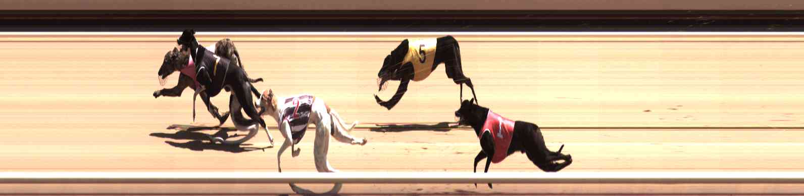 Photo finish for Healesville Race 8