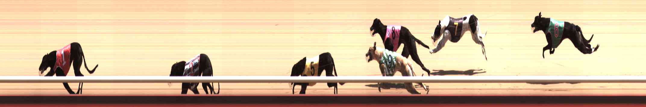 Photo finish for Healesville Race 8