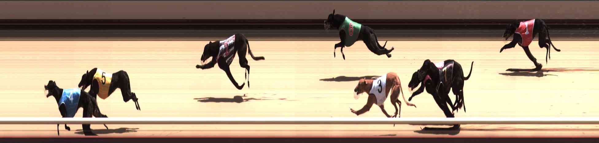Photo finish for Healesville Race 9