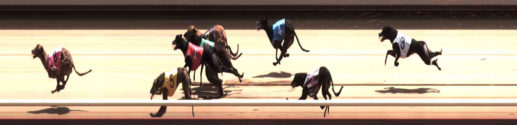 Photo finish for Healesville Race 10