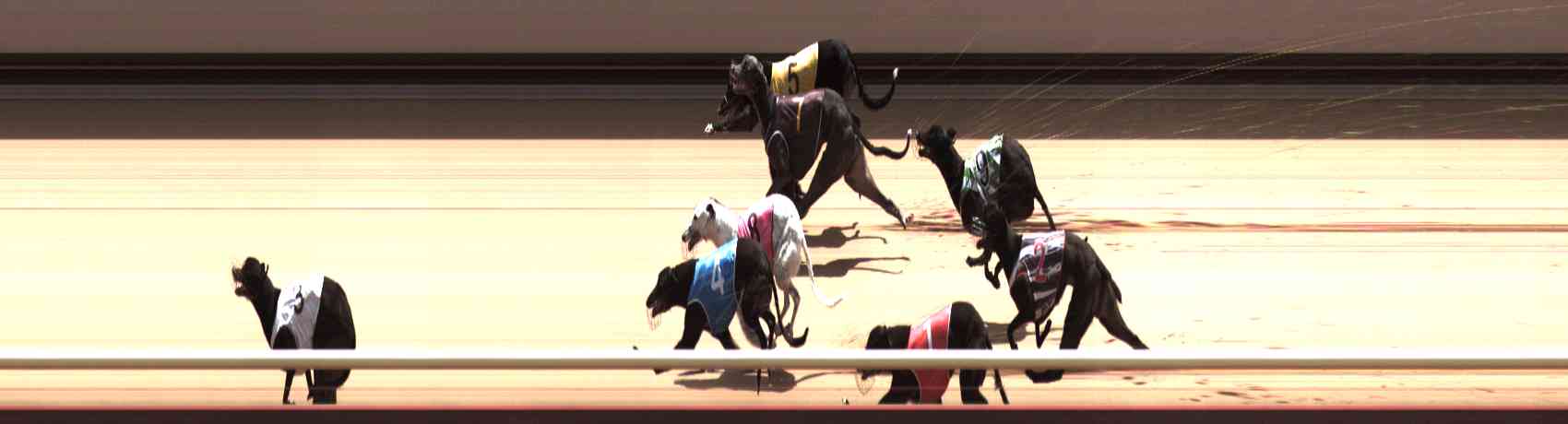 Photo finish for Healesville Race 11