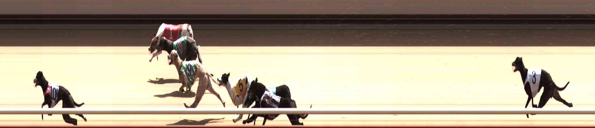 Photo finish for Healesville Race 12