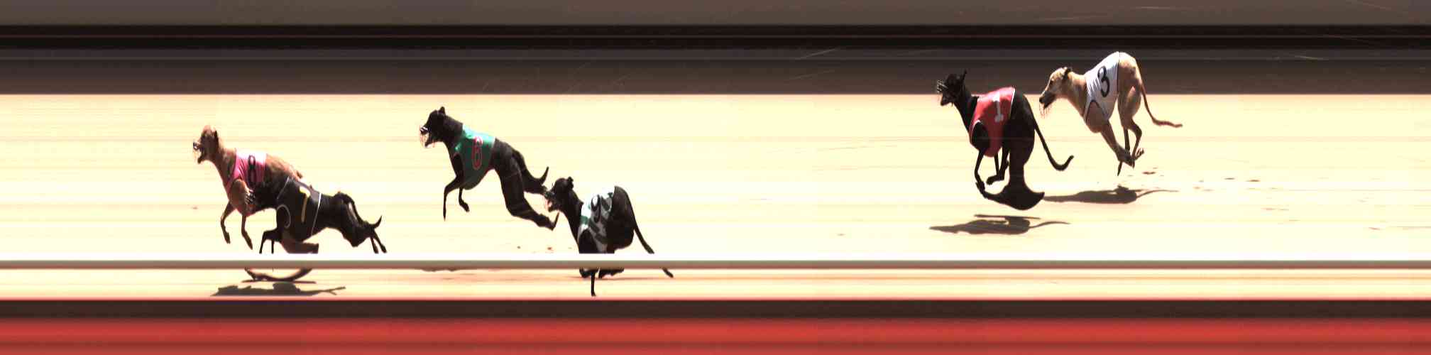 Photo finish for Healesville Race 11