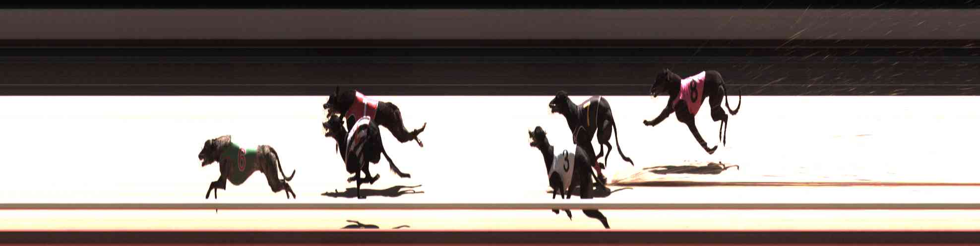 Photo finish for Healesville Race 12