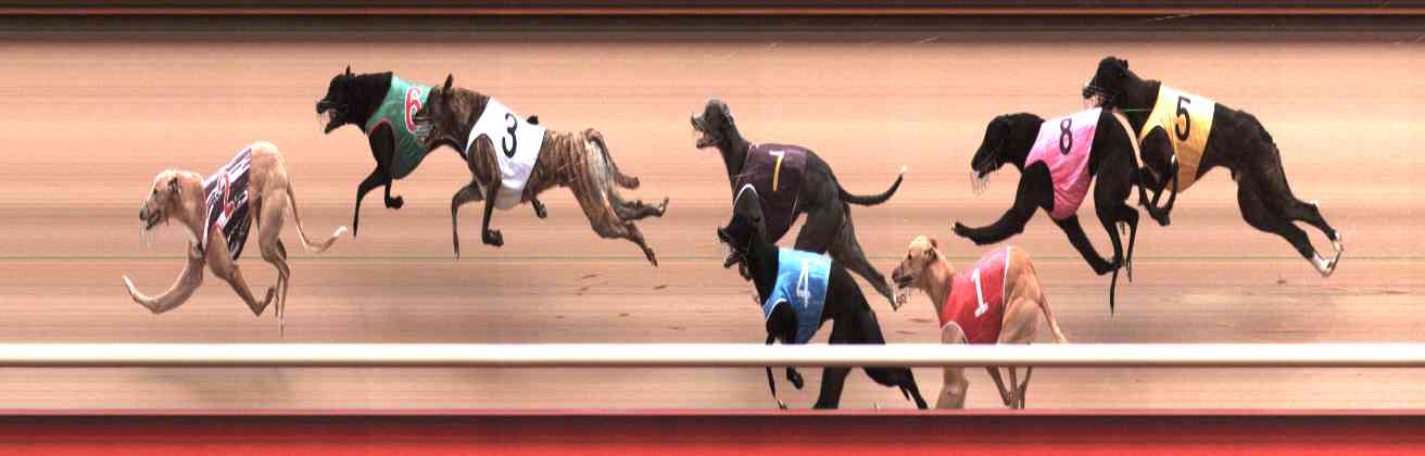 Photo finish for Healesville Race 1