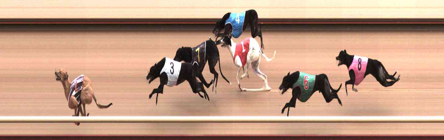 Photo finish for Healesville Race 4