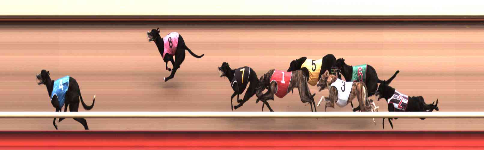 Photo finish for Healesville Race 7