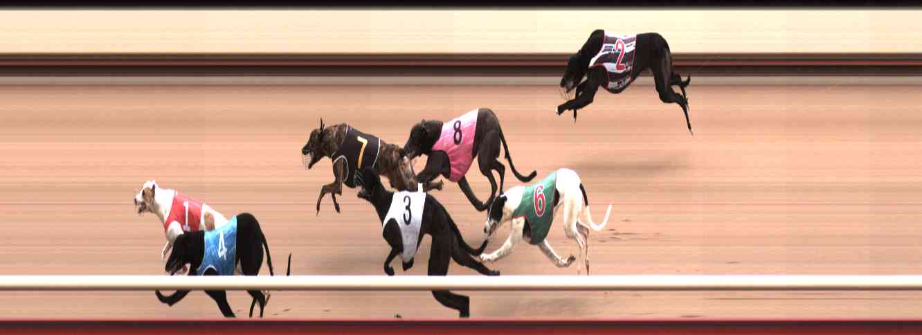 Photo finish for Healesville Race 9