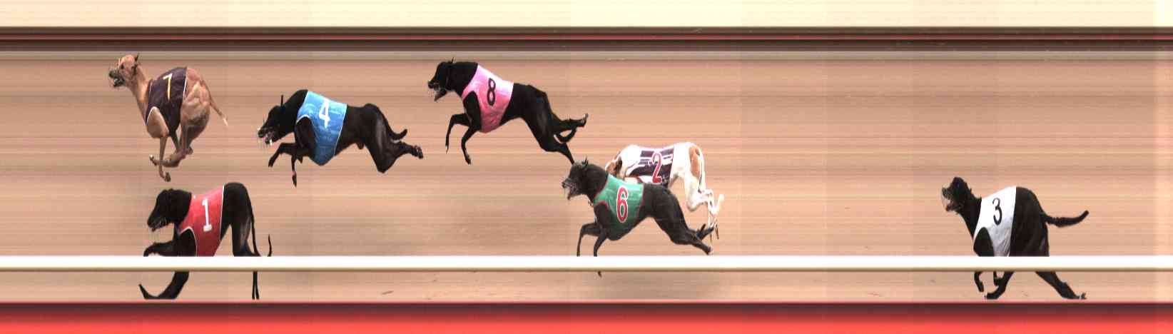 Photo finish for Healesville Race 12