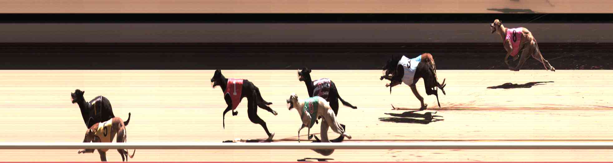 Photo finish for Healesville Race 12