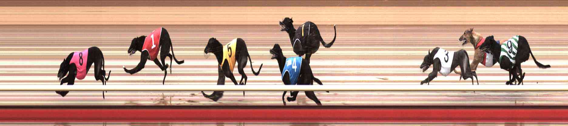 Photo finish for Healesville Race 2