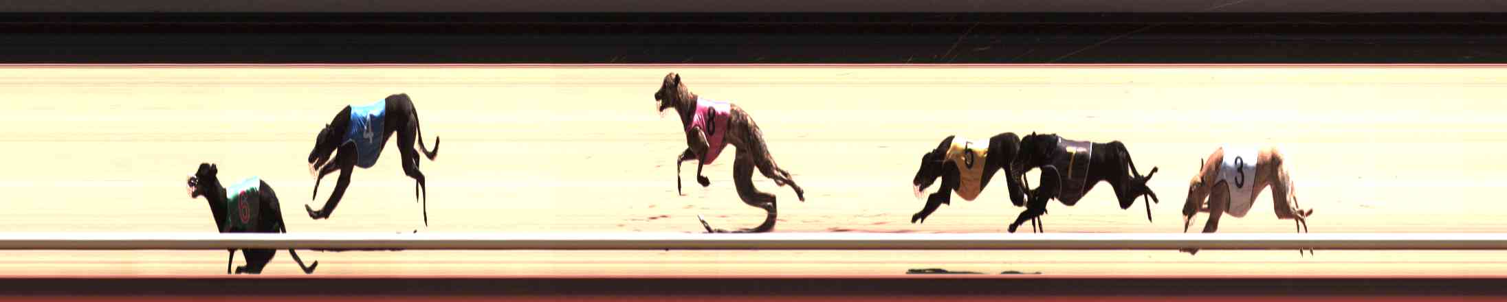 Photo finish for Healesville Race 11