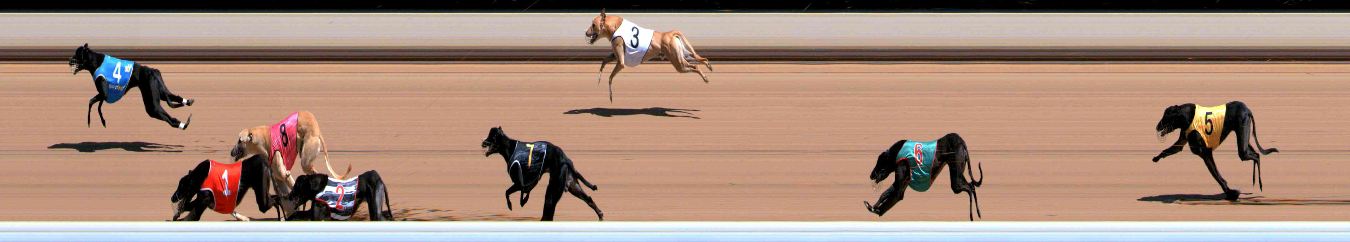 Photo finish for Healesville Race 5