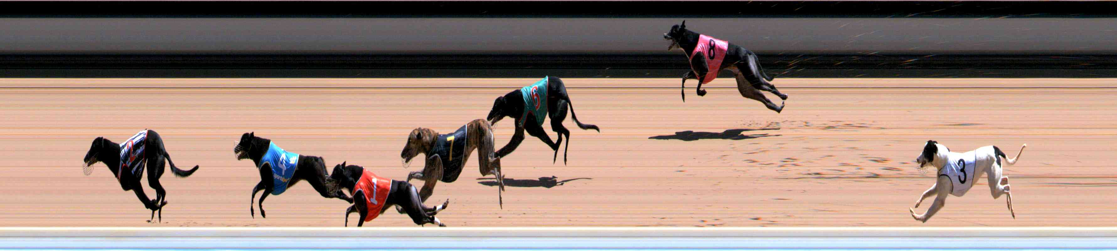 Photo finish for Healesville Race 11