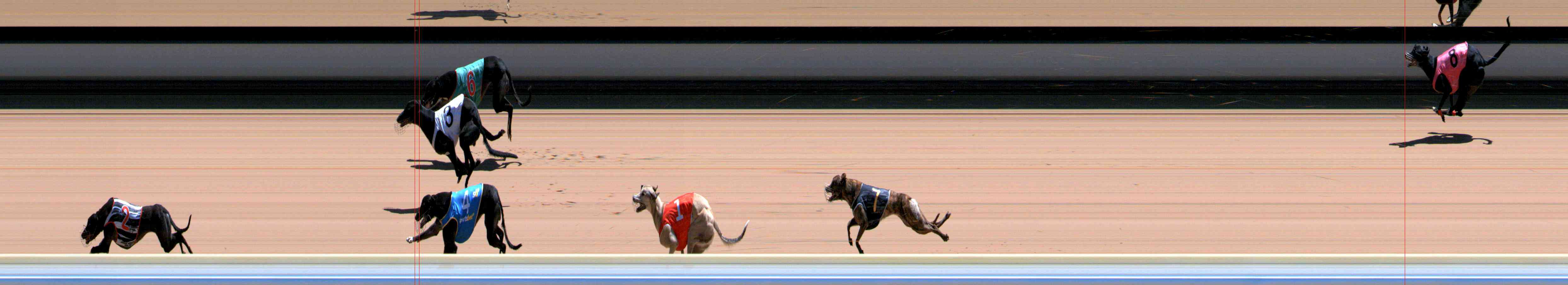 Photo finish for Healesville Race 12