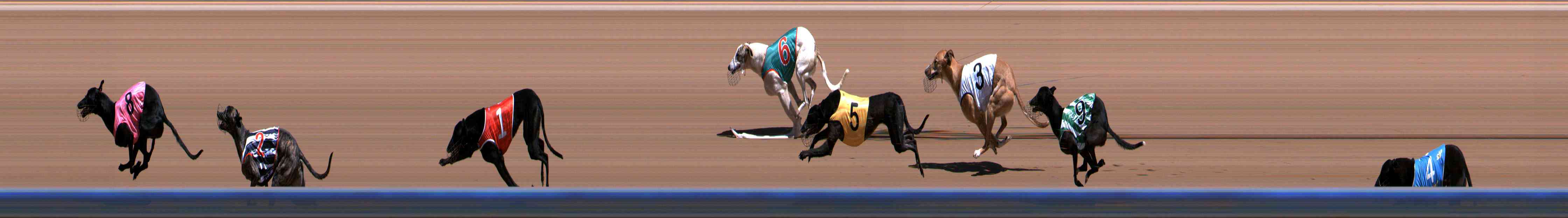 Photo finish for Healesville Race 2