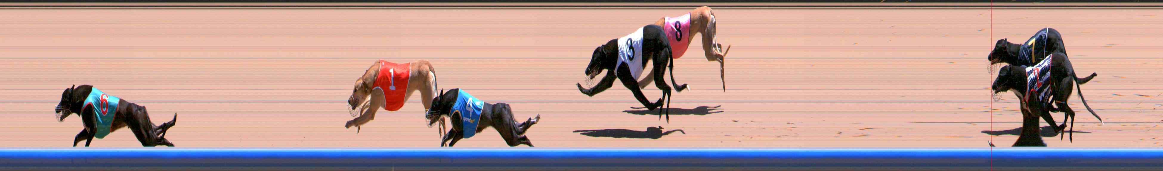 Photo finish for Healesville Race 8