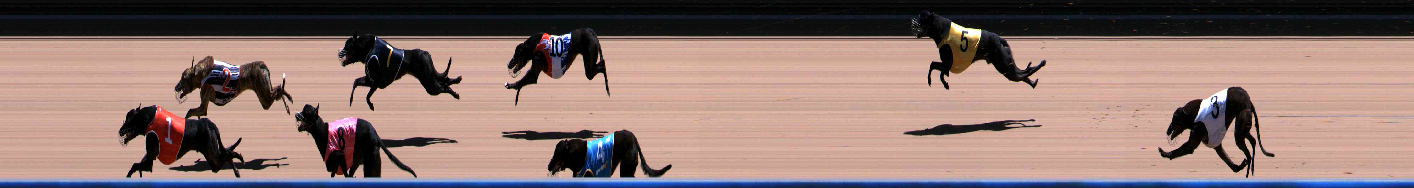 Photo finish for Healesville Race 9