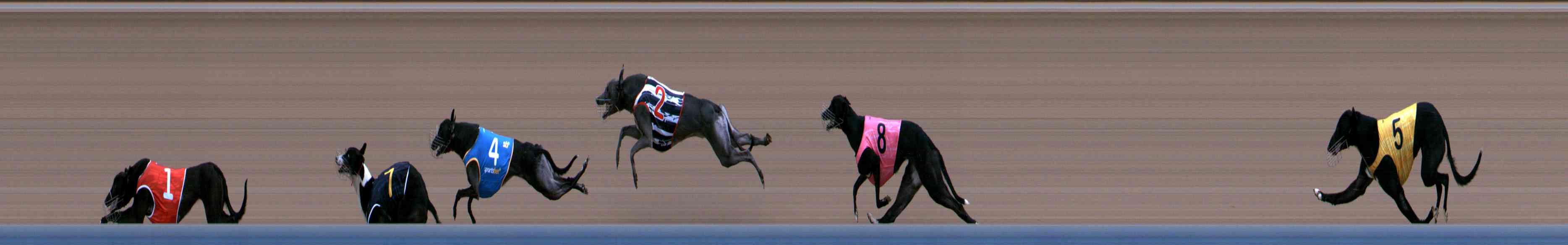 Photo finish for Healesville Race 1