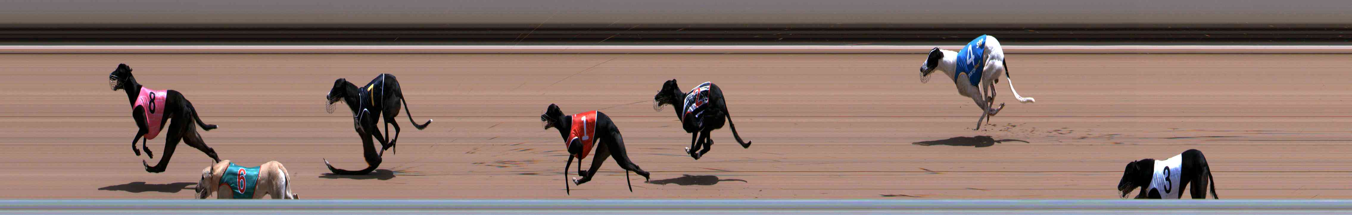 Photo finish for Healesville Race 8