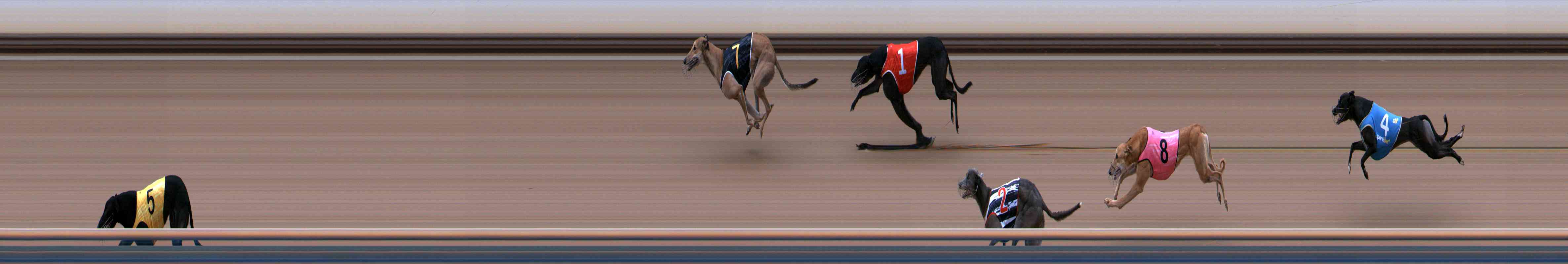 Photo finish for Healesville Race 4