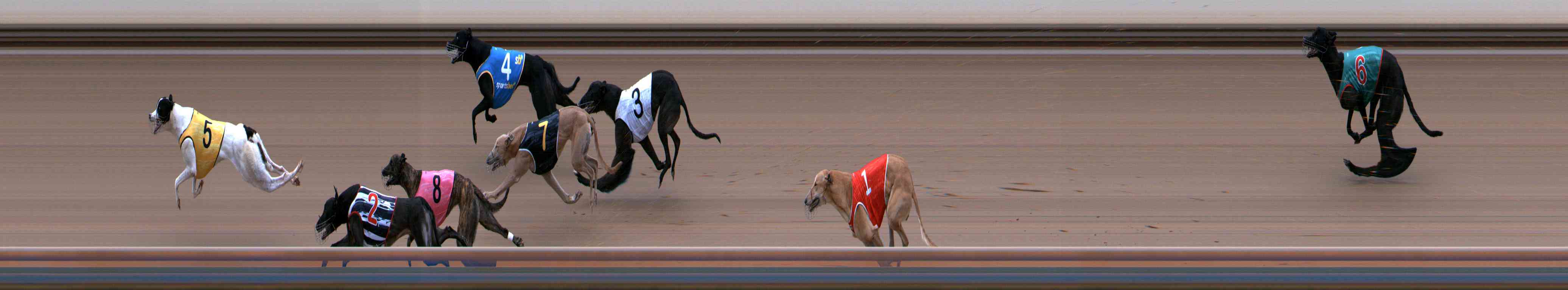 Photo finish for Healesville Race 7