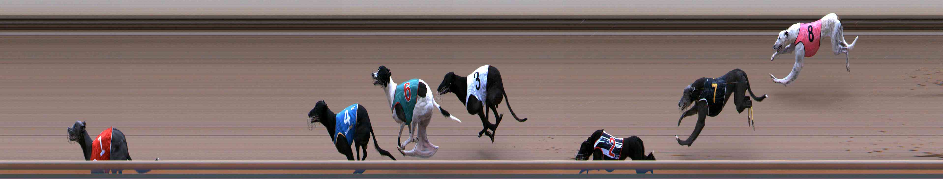 Photo finish for Healesville Race 9