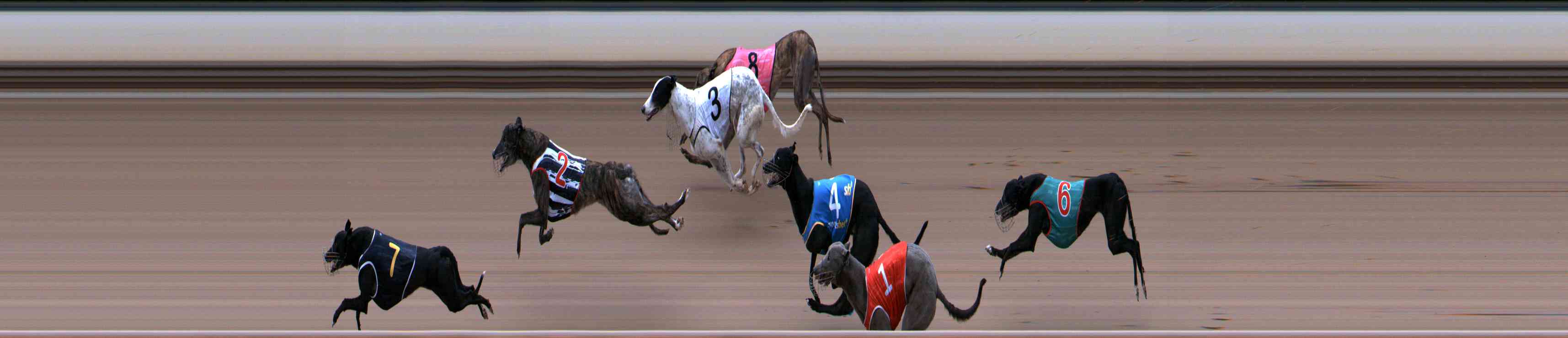 Photo finish for Healesville Race 10