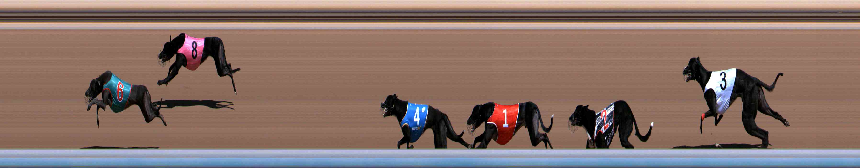 Photo finish for Healesville Race 4