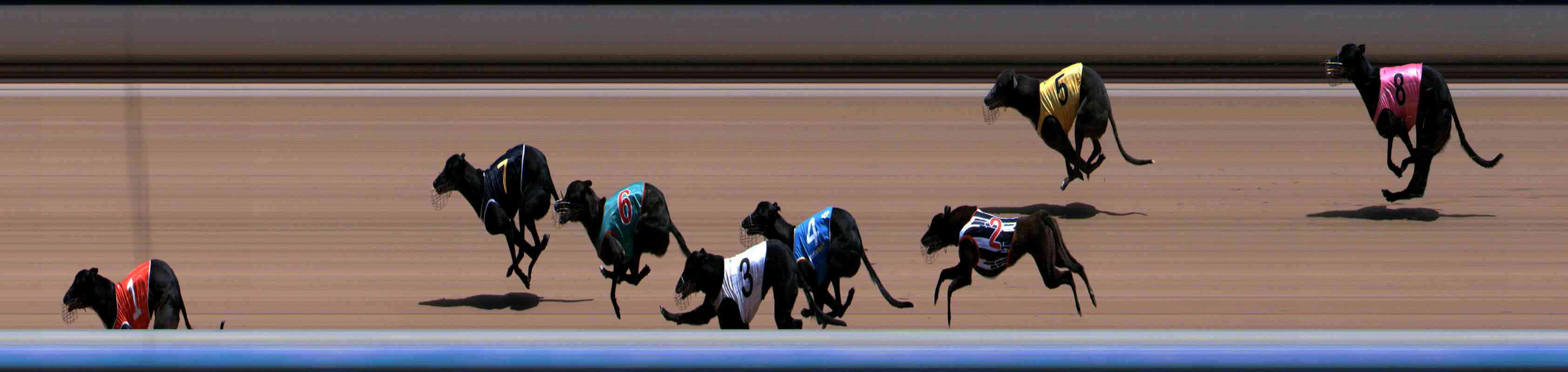 Photo finish for Healesville Race 9