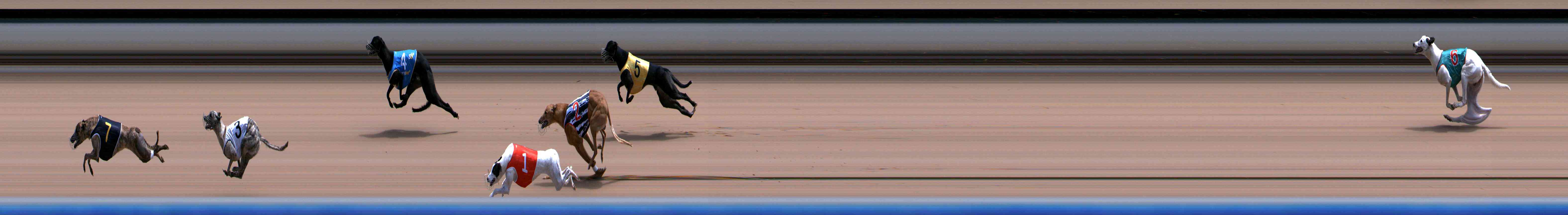 Photo finish for Healesville Race 11