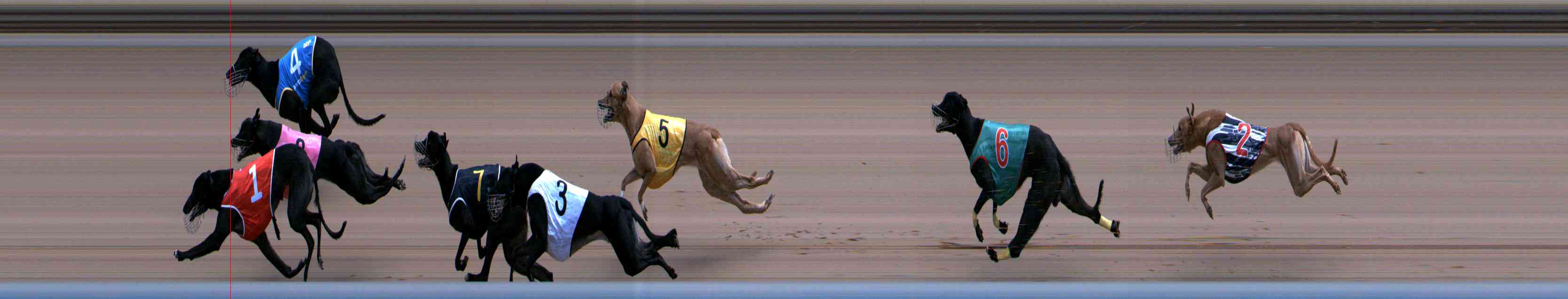 Photo finish for Healesville Race 12