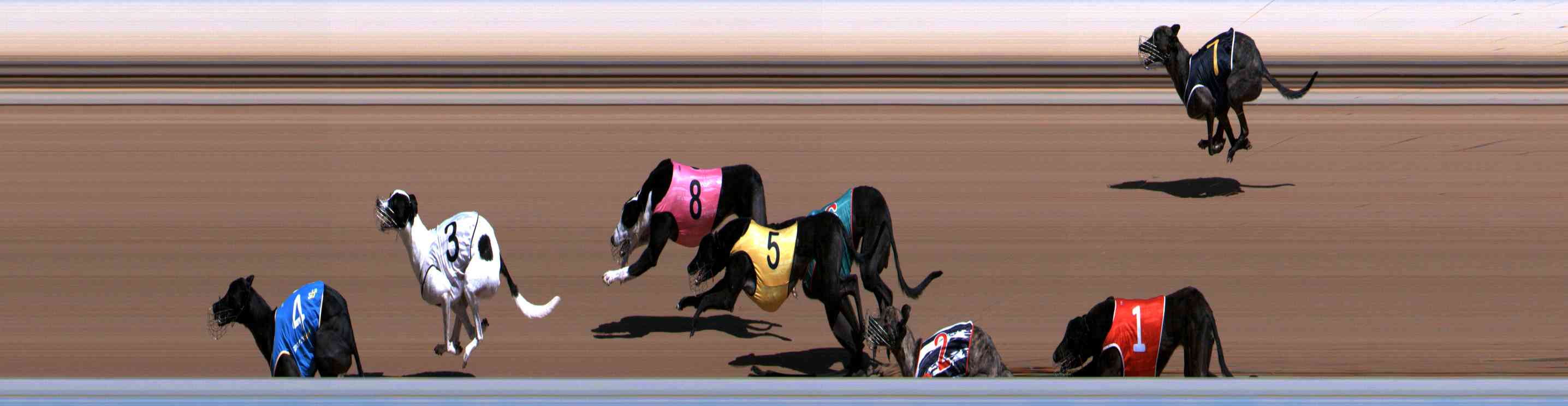 Photo finish for Healesville Race 2