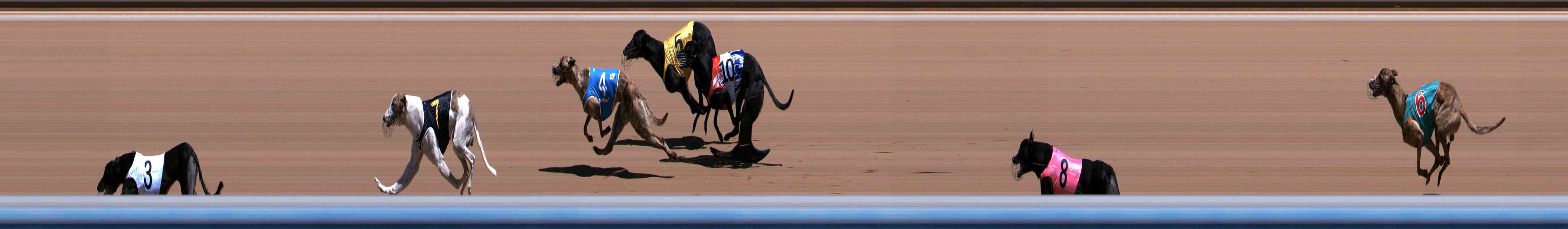 Photo finish for Healesville Race 6