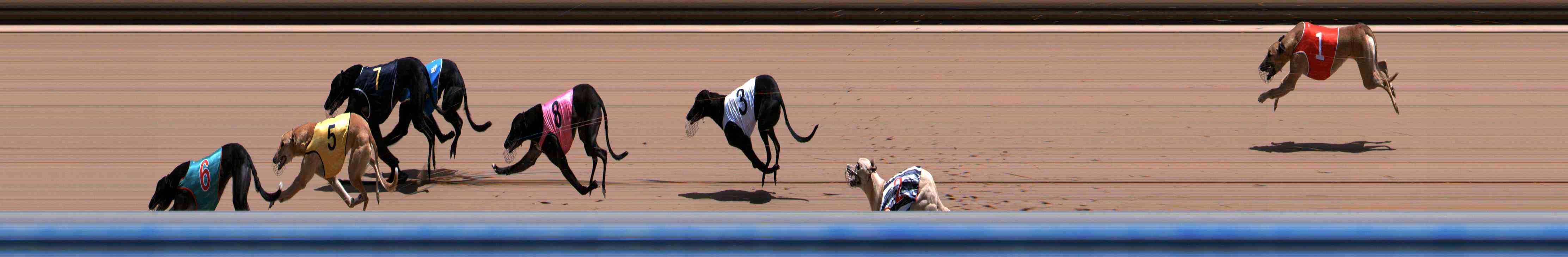 Photo finish for Healesville Race 8