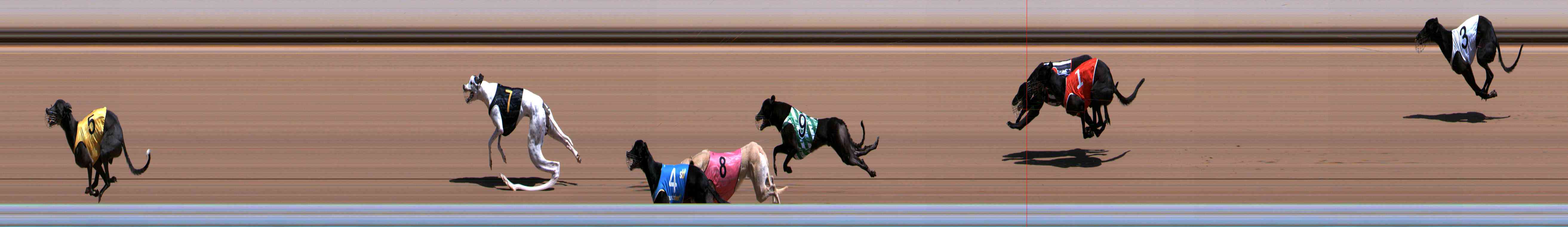 Photo finish for Healesville Race 5
