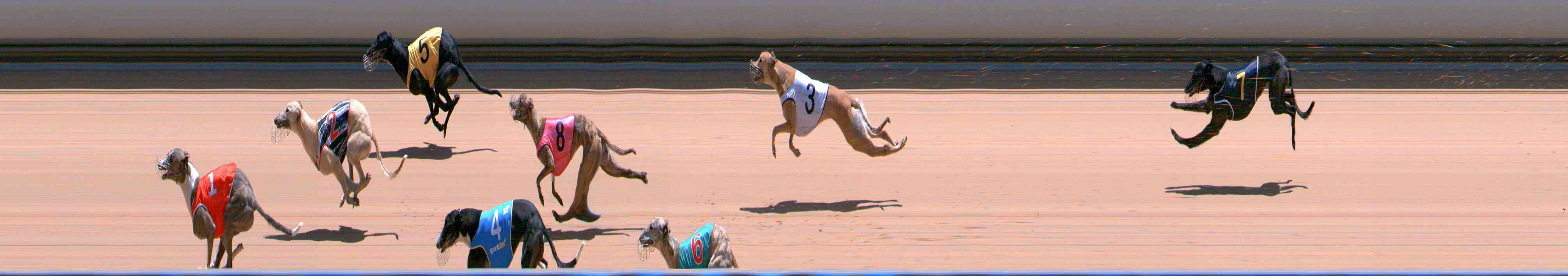 Photo finish for Healesville Race 11
