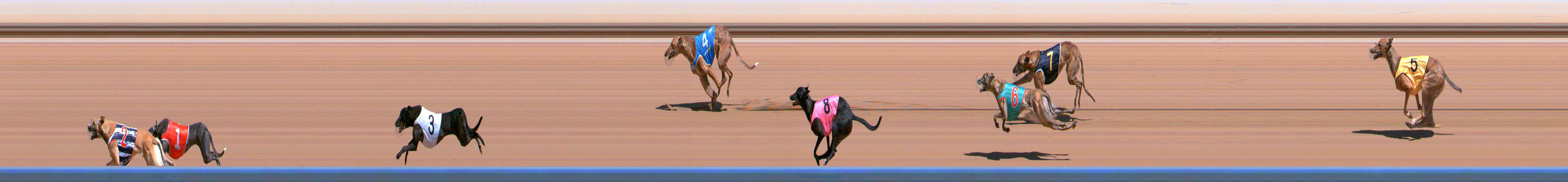 Photo finish for Healesville Race 2