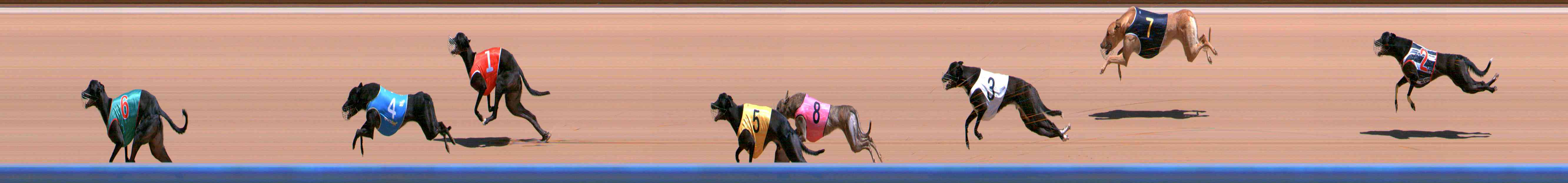 Photo finish for Healesville Race 4