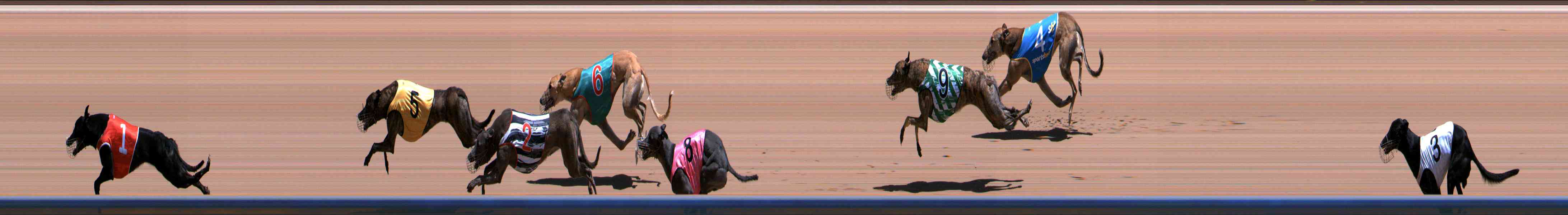 Photo finish for Healesville Race 6