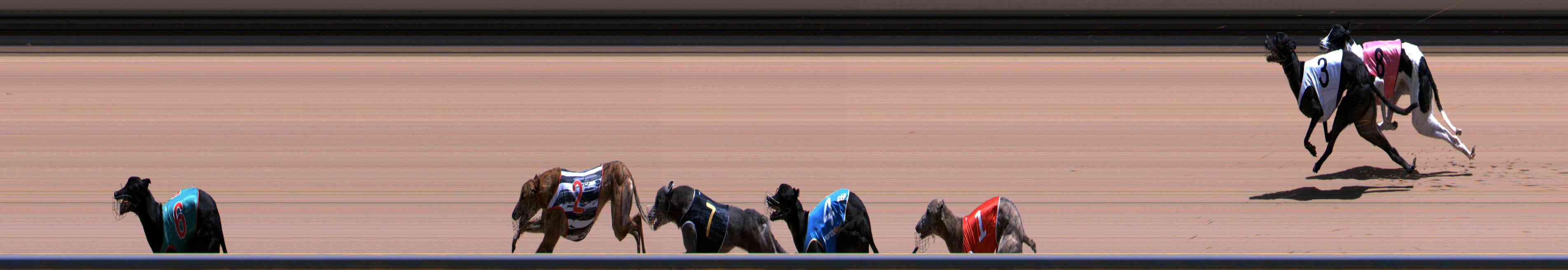 Photo finish for Healesville Race 8