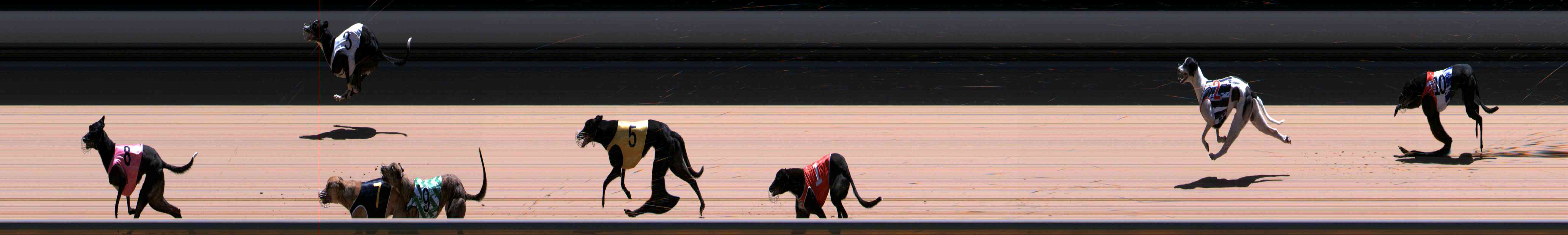 Photo finish for Healesville Race 12