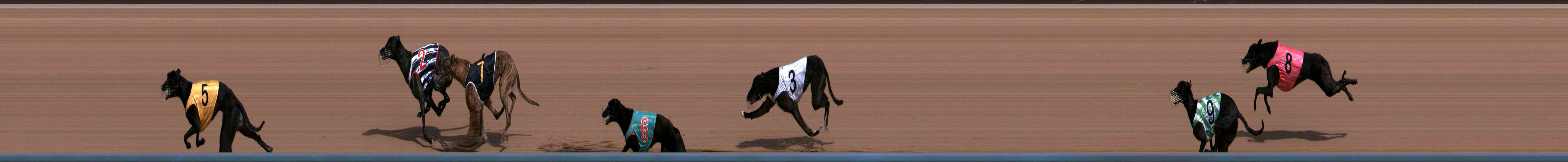 Photo finish for Healesville Race 1
