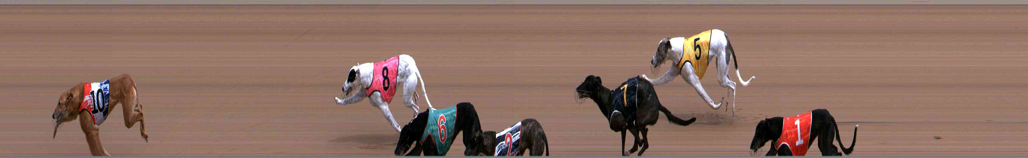 Photo finish for Healesville Race 3