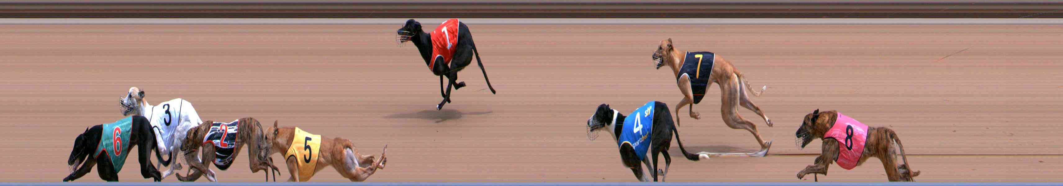 Photo finish for Healesville Race 5